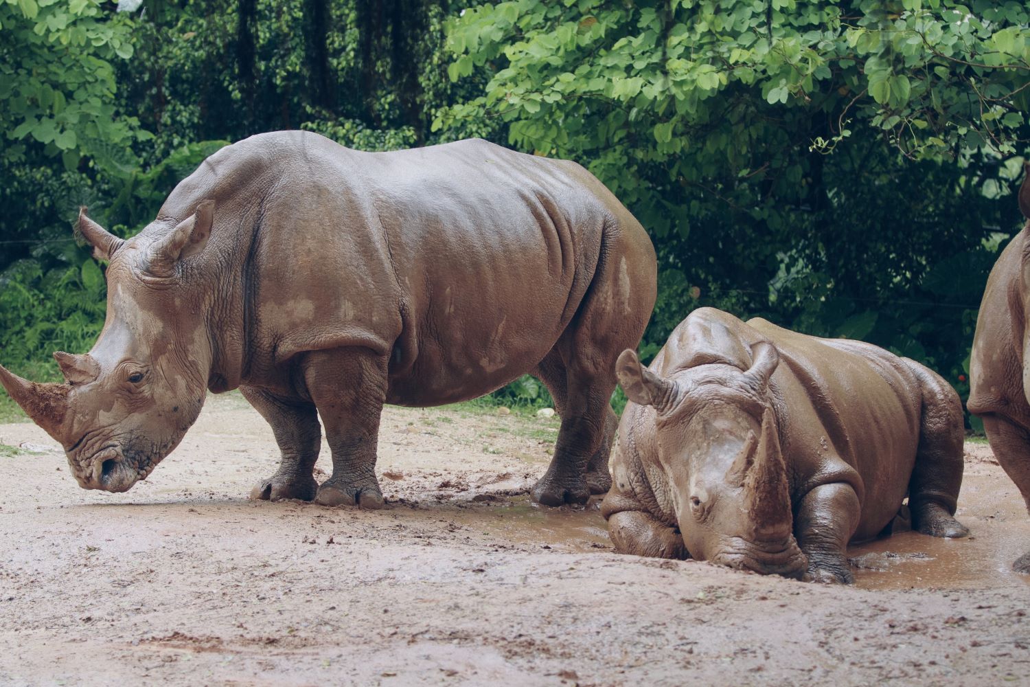 Water Monitoring Rhino Sanctuary